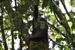 Cercopithecus mitis kandti