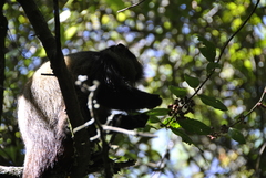 Cercopithecus mitis kandti