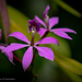 Epidendrum flexuosum - Photo (c) Daniel Pineda Vera, some rights reserved (CC BY), uploaded by Daniel Pineda Vera