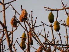 Ceiba pentandra