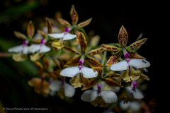 Epidendrum stamfordianum