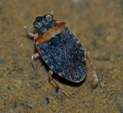 Ochterus