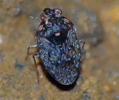 Ochterus