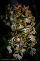 Epidendrum stamfordianum