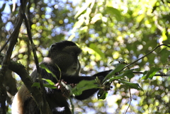 Cercopithecus mitis kandti