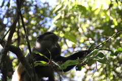 Cercopithecus mitis kandti