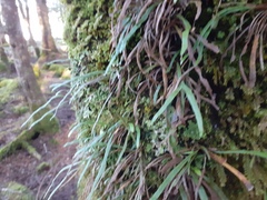 Notogrammitis angustifolia