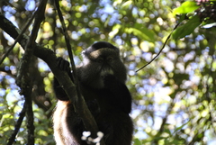 Cercopithecus mitis kandti