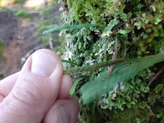 Notogrammitis angustifolia