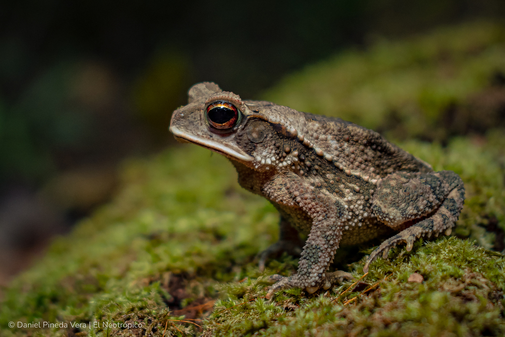 Campbell's Forest Toad