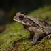 Campbell's Rainforest Toad - Photo (c) Daniel Pineda Vera, some rights reserved (CC BY), uploaded by Daniel Pineda Vera