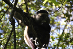 Cercopithecus mitis kandti