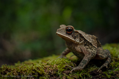 Incilius campbelli