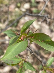 Eriophyes emarginatae