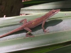 Anolis carolinensis