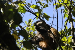Cercopithecus mitis kandti