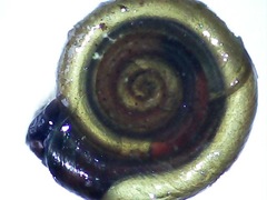 Anisus vorticulus