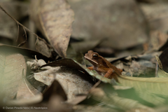 Incilius campbelli