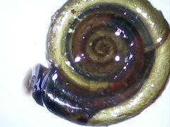 Anisus vorticulus