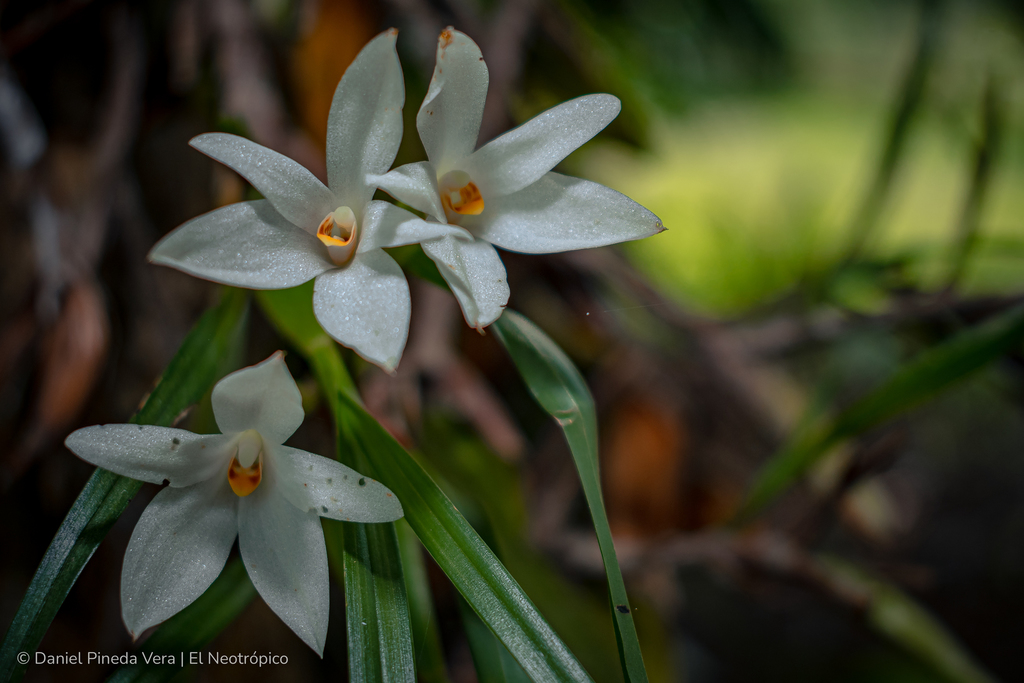 Maxillaria pulchra