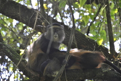 Cercopithecus mitis kandti