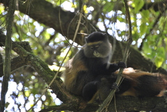 Cercopithecus mitis kandti