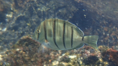 Acanthurus triostegus sandvicensis