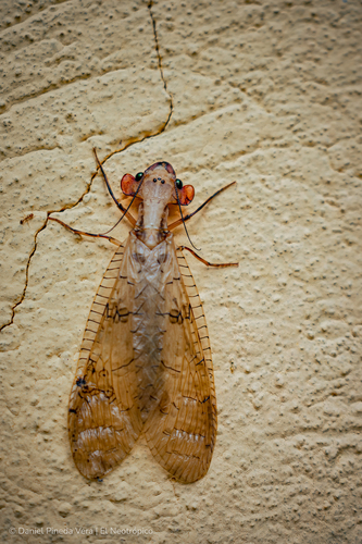 Platyneuromus honduranus