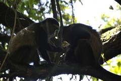 Cercopithecus mitis kandti