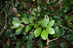 Aglaia rimosa