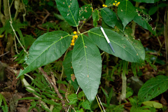 Ficus cumingii terminalifolia