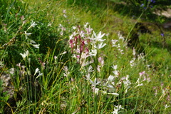 Leucocoryne alliacea