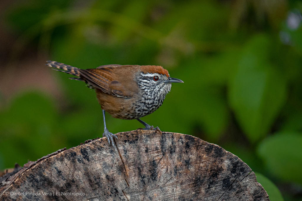 Spot-breasted Wren (Pheugopedius maculipectus) photo