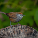 Spot-breasted Wren - Photo (c) Daniel Pineda Vera, some rights reserved (CC BY), uploaded by Daniel Pineda Vera