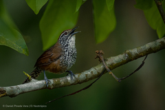 Spot-Breasted Wren photo 4