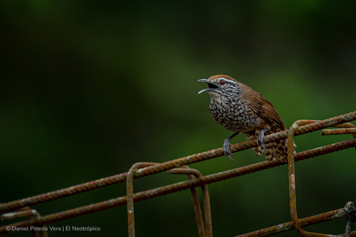 Spot-breasted Wren (Pheugopedius maculipectus)