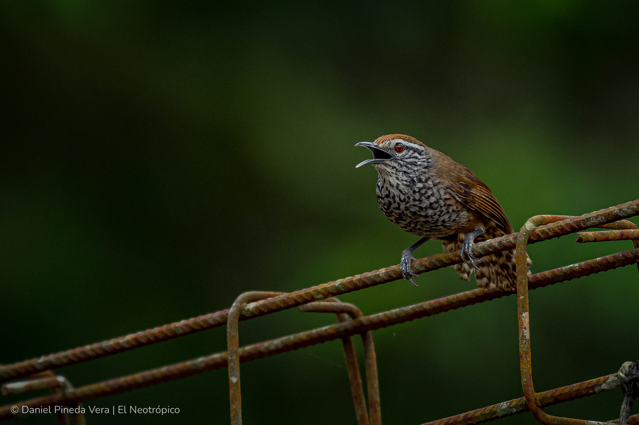 Spot-breasted Wren (Pheugopedius maculipectus)