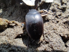 Agabus bipustulatus