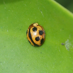 Phrynocaria unicolor