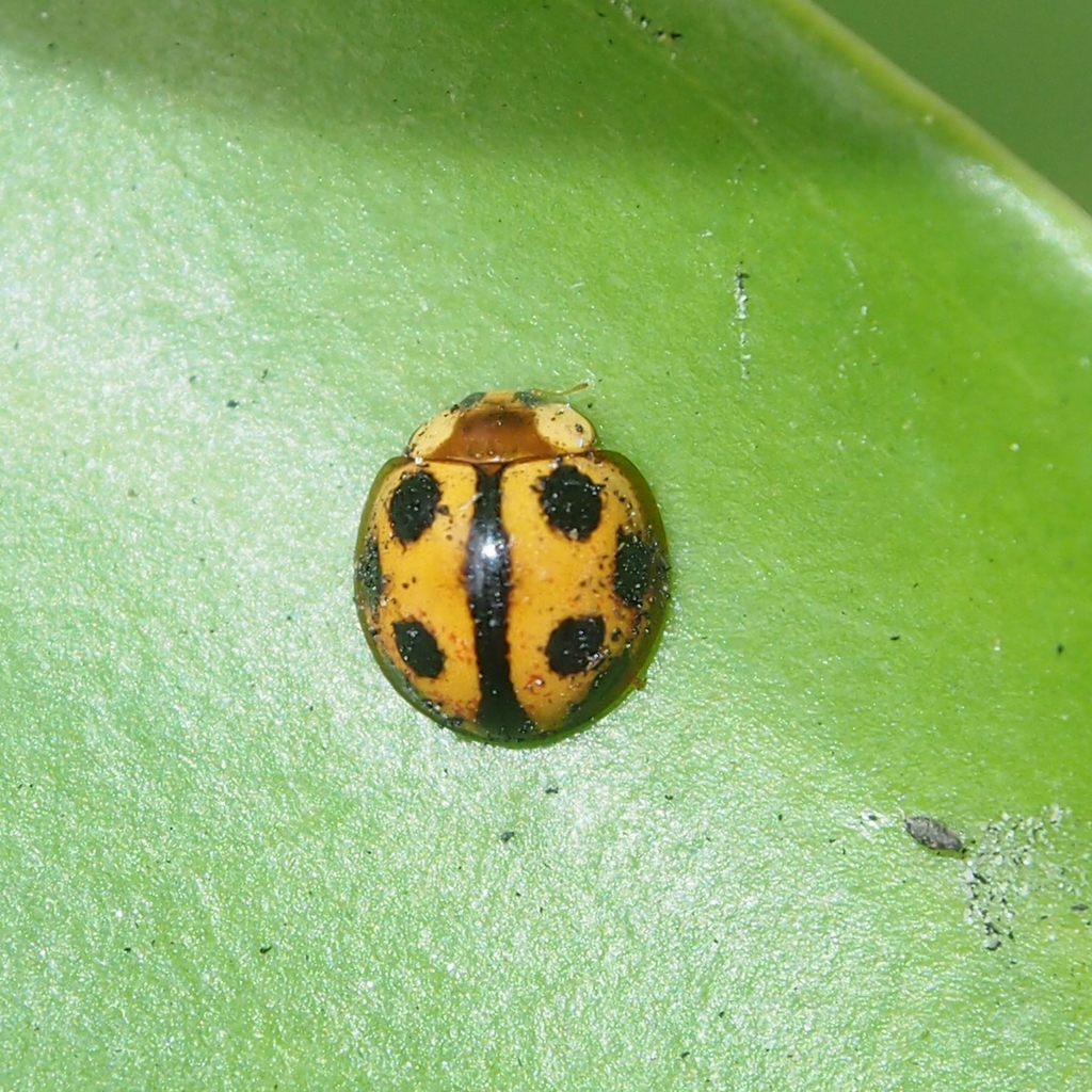 Phrynocaria unicolor