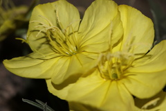 Oenothera coryi