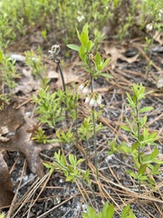 Vaccinium tenellum