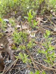 Vaccinium tenellum