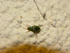 Diabrotica porracea