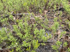 Vaccinium tenellum