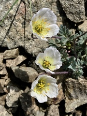 Papaver alboroseum