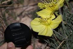 Oenothera coryi
