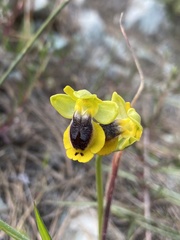 Ophrys lutea phryganae