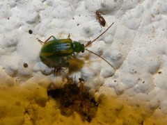 Diabrotica porracea
