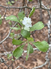 Crataegus alabamensis